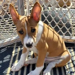 Basenji for Rehoming Loving Companion Seeking Forever Home