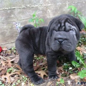 Lovely Chinese Shar-Pei Puppies.
