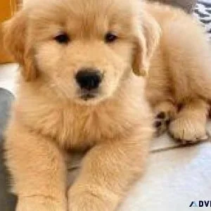 Golden Retrievers for Sale