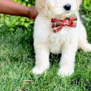 Gorgeous Goldendoodle Puppies