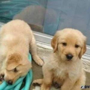 Adorable Golden Retriever Puppies ready