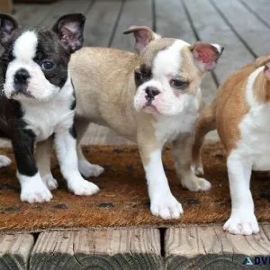 LOvely Boston Terrier Pups