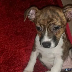 10 week old Jack Russellpit mix puppies