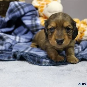 Mini daschund puppy for sale