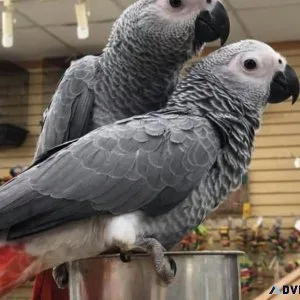 Home of beautiful parrots