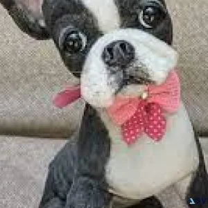 Blue Boston Terrier Puppies