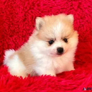 Pomeranian Puppies