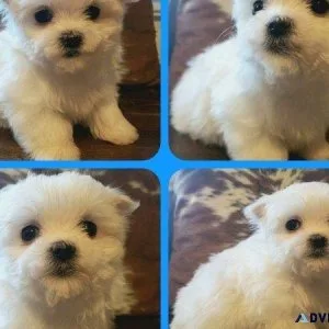 Maltese A.K.C. Puppies Available for Sale