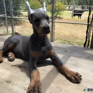 Doberman Pups AKC Colors AmericanEuro