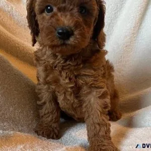 Red Toy Poodle puppy
