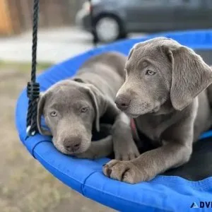 Silver female dogs