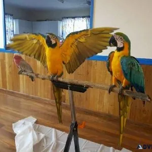 Blue and Gold Macaws Available With Cage and toys.