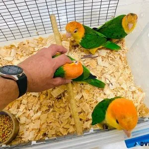 Hand raised white bellied caiques