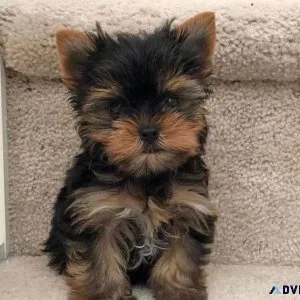 Teacup Yorkies for adoption