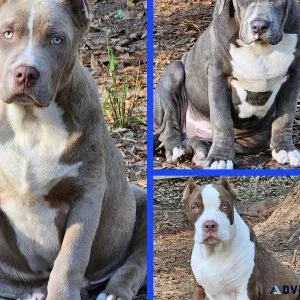 American Bully XL pups