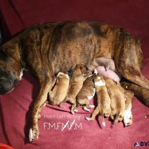Akc Boxer Puppies