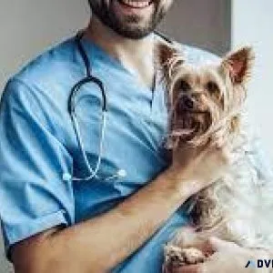 Best Veterinary Doctor in Sector 137 Noida  Vet Land Pet Clinic
