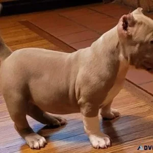 Cute Pitbull Puppies