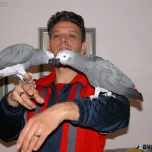 Very Intelligent African Grey Parrots Available