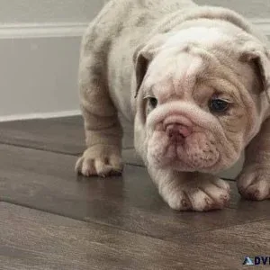 Bulldog_puppies for rehoming near me