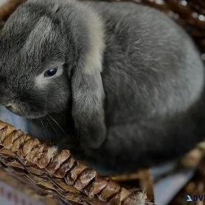 Holland lop bunny