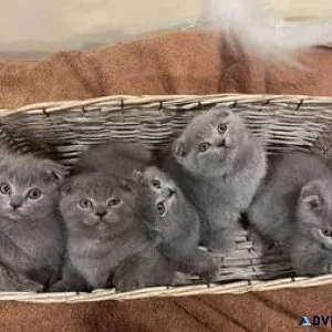 Re Scottish Fold Straight