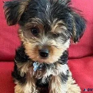 teacup tiny puppies for sale pueblo co