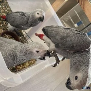 African Grey Parrots for Sale