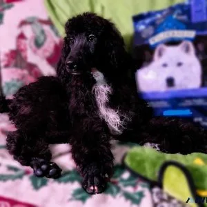 Standard Poodle Puppies-12-8-23