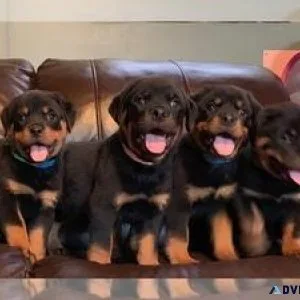 Active Rotweiller Pups