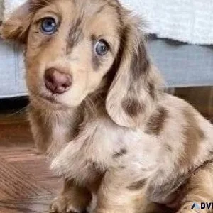 Adorable longshort hair Dachshund