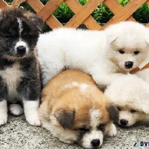 Jovial Akita Puppies