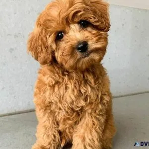 Amazing Mini Goldendoodle Pups