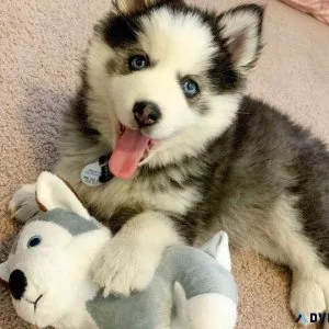 Lovely Pomsky Pups