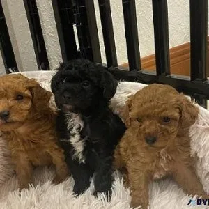 Tcup Poodle Puppies