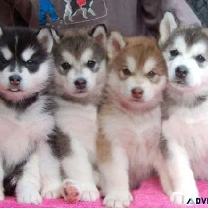 Quality Alaskan Malamute Puppies
