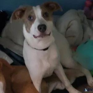 1 yr old Male Pit mix puppy