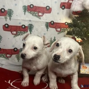 Chiweenie puppies