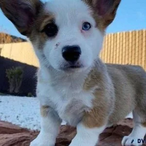 Tri Color Welsh Corgi Pups