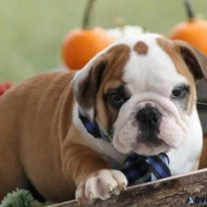 Quality English Bulldog puppies