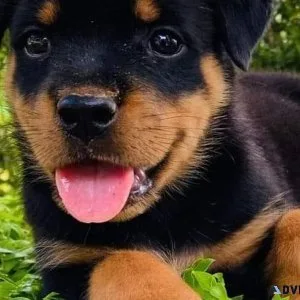 Active Rotweiller Puppies