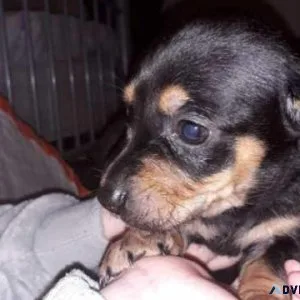 Miniature Dachshund
