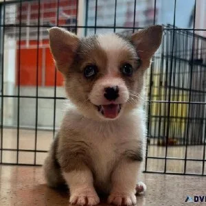 Pembroke Welsh Corgi Puppies to Be Adopted
