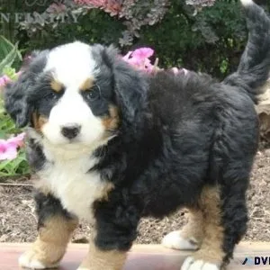 Charming Bernese Mountain Dogs ready
