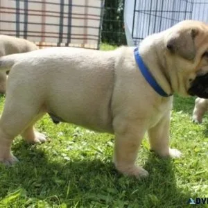 Cute Bull Mastiff Puppies