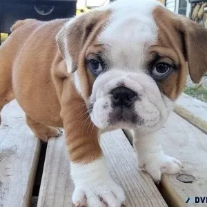 Wrinkled English Bulldog Puppies