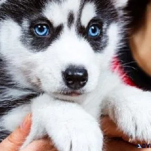 Smart Siberian Husky Puppies
