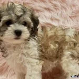 Havenese Puppy