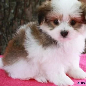 Pomatese Puppy For Sale