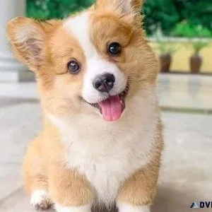 Pembroke Welsh Corgi Puppies